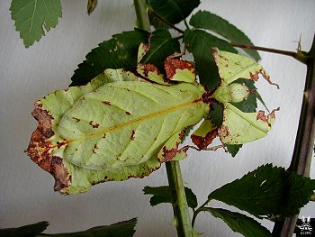 lupenitka 