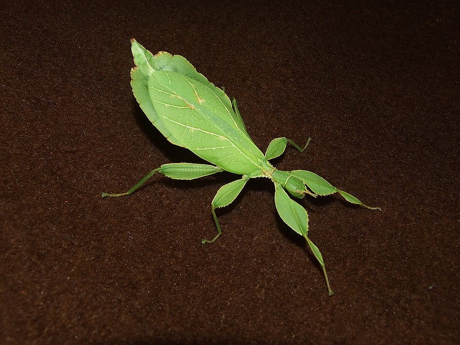 lupenitka 2