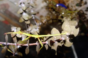 nymfa diapherodes gigantea